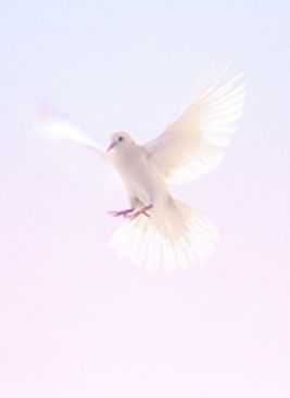 Photo de Leo Saulnier