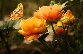 Photo de Adrienne-Latour Thivierge