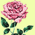Photo de Rose-J Romano